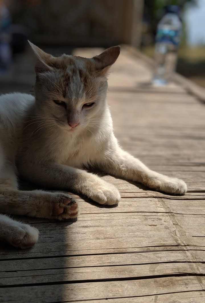 ordinary cat