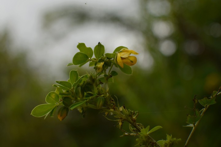 yellow flower