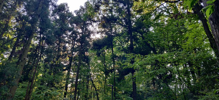 forest