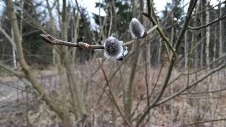 Spring