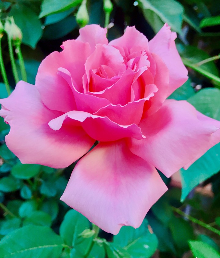 pink rose