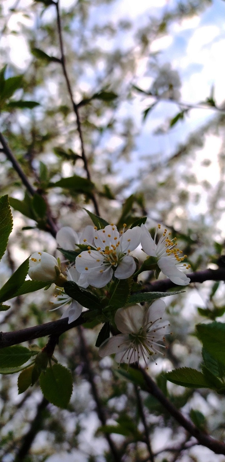 cherry