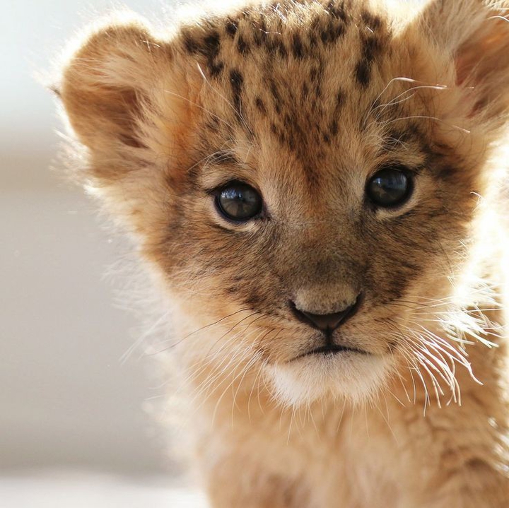 lion