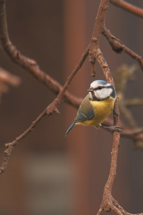 bird, plant वॉलपेपर