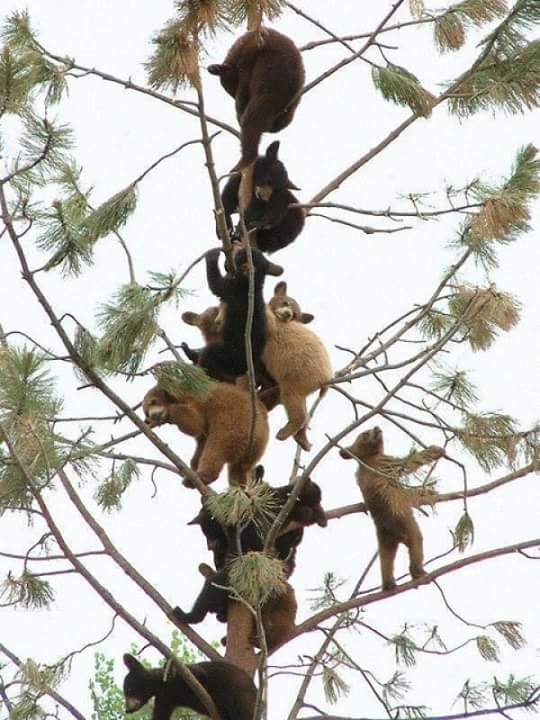 Pé  de urso 