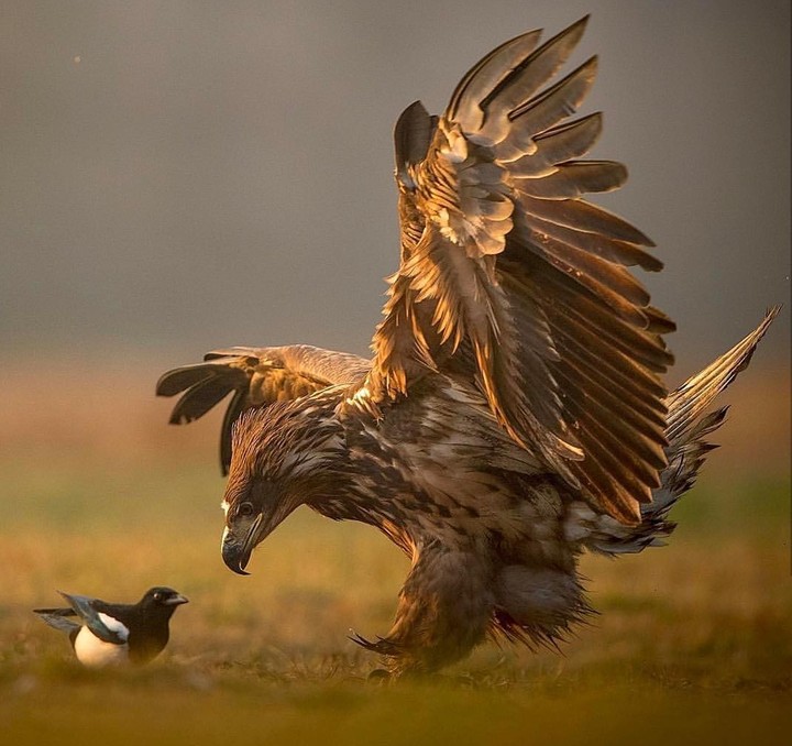 Eagle & magpie