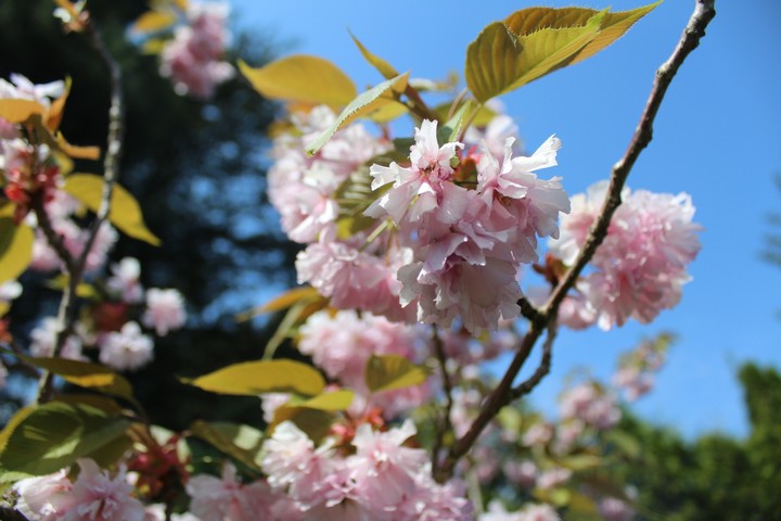 Rosa Blütentraum