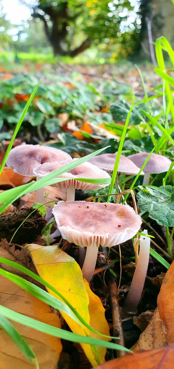 autumn