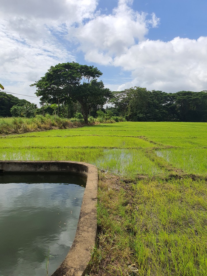 paddy fields