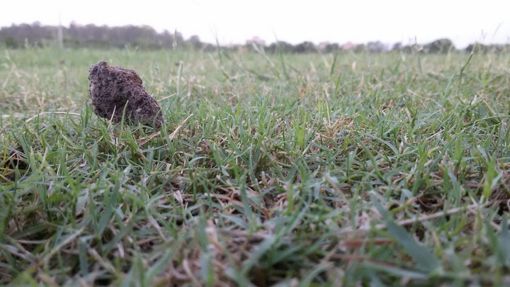 grass