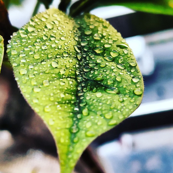 Drops