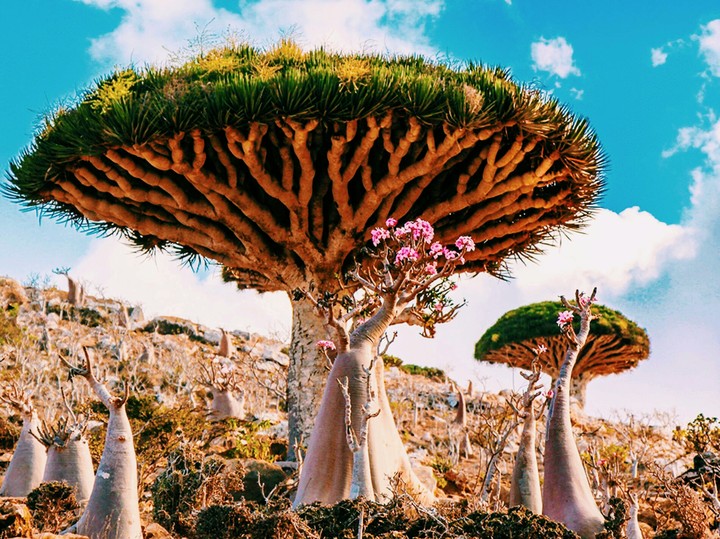 Dragon's Blood Tree