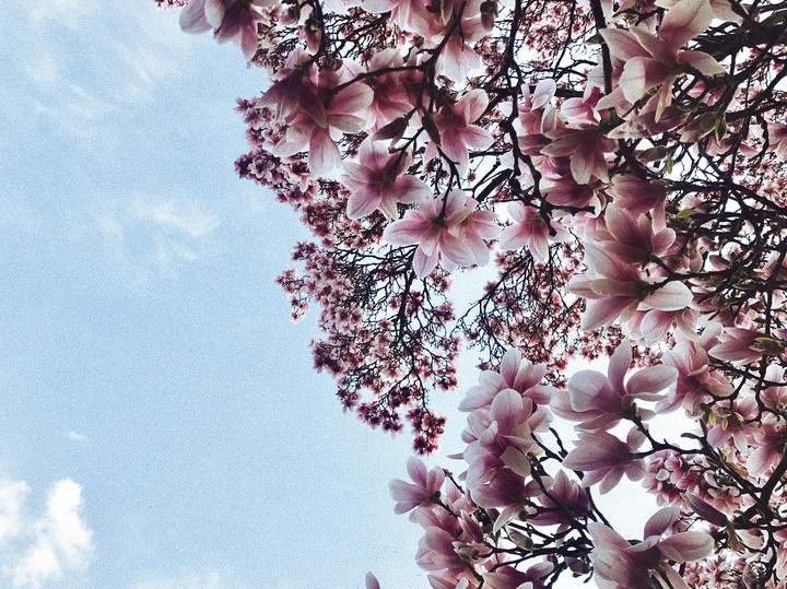 Magnolia blossom