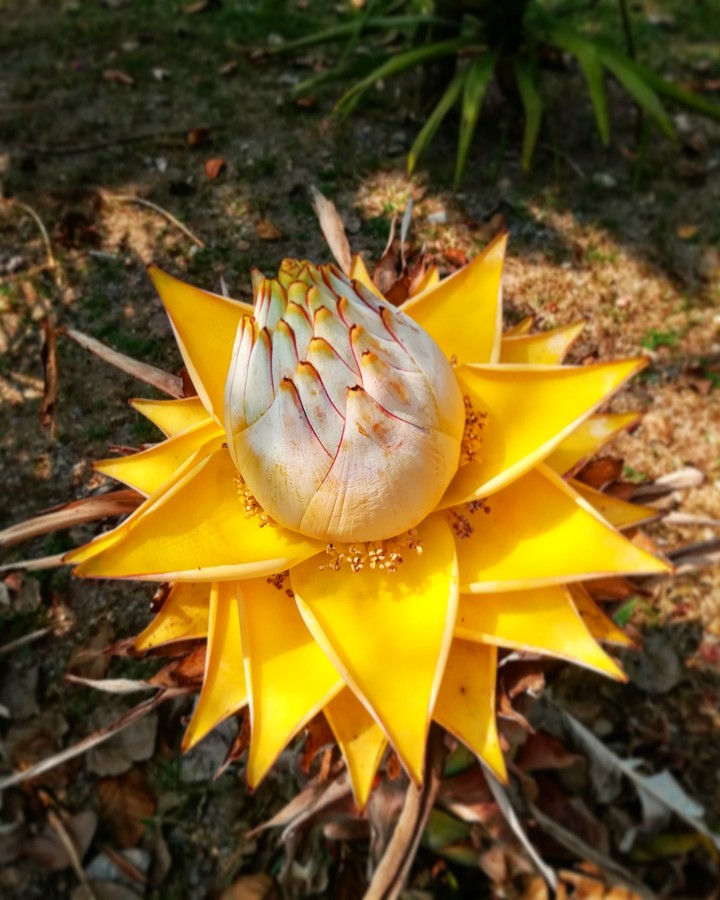 tropical flower