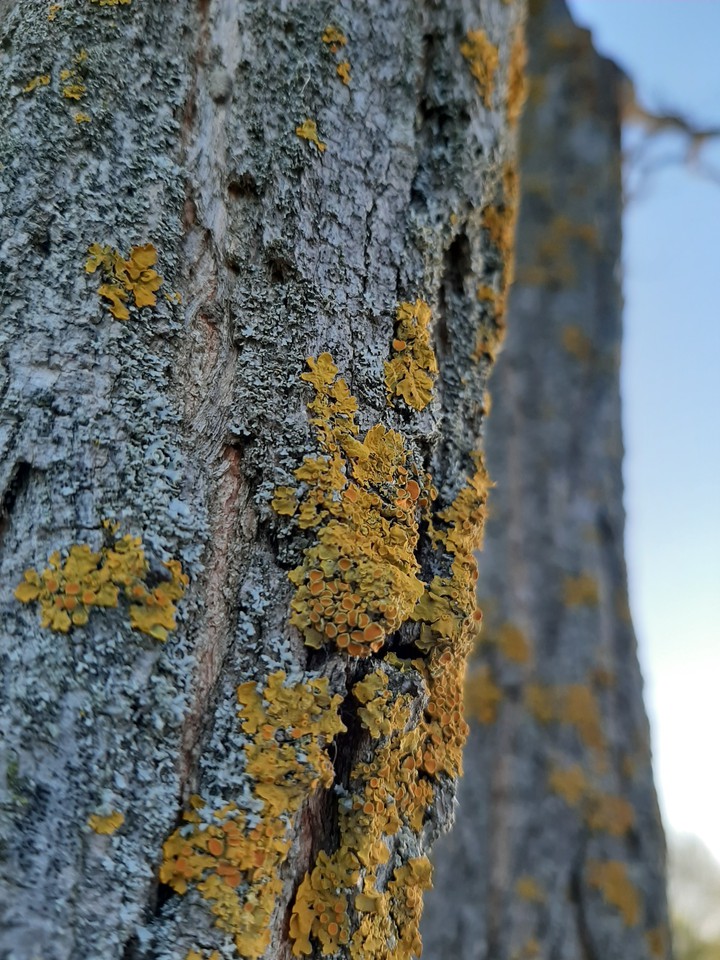 silent_of_the_lichen