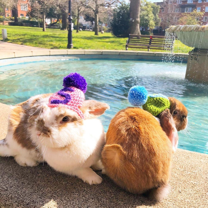 bunnies