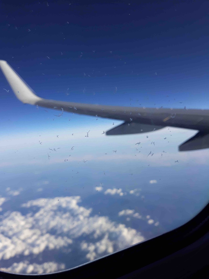 in the plane