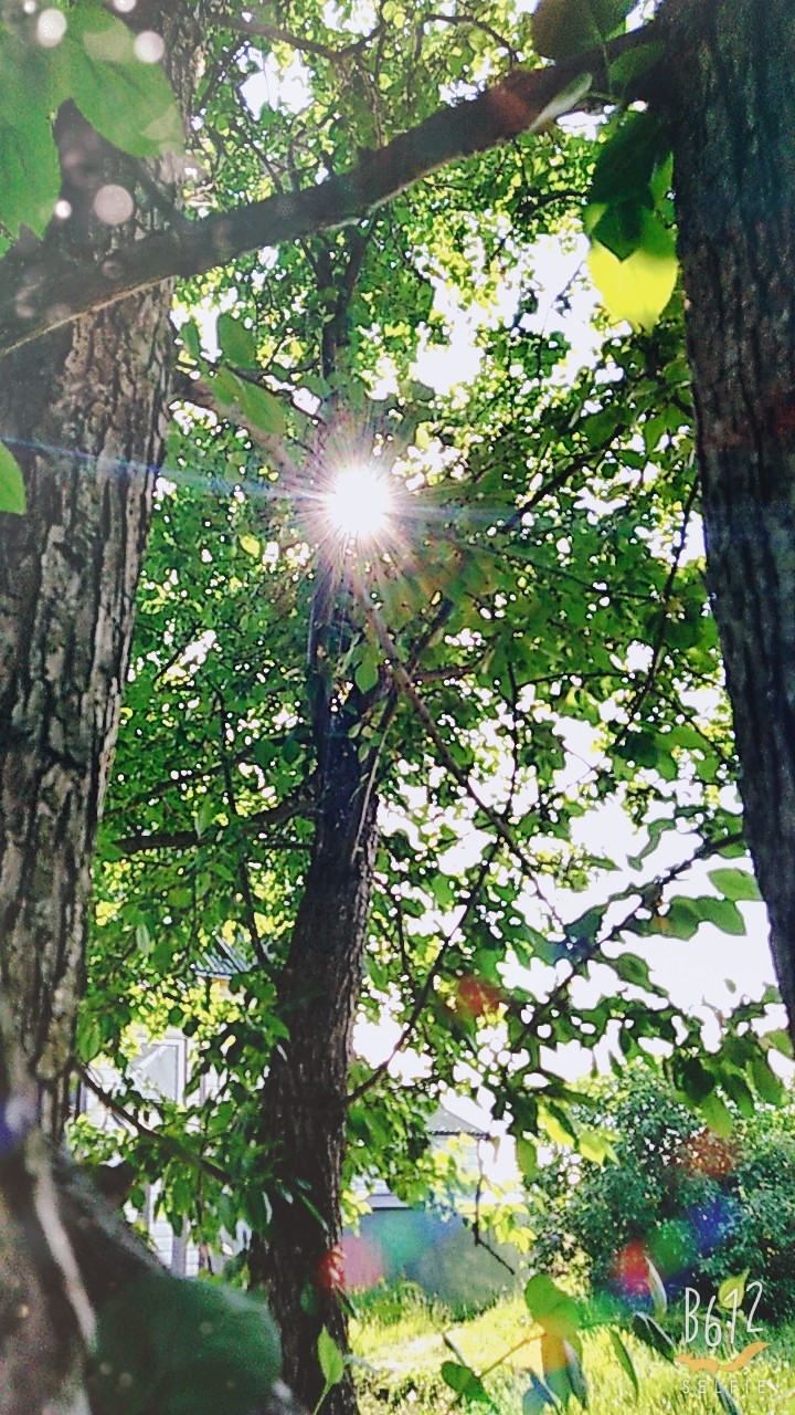 The sun