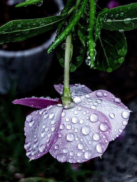 обои plant, jewellery