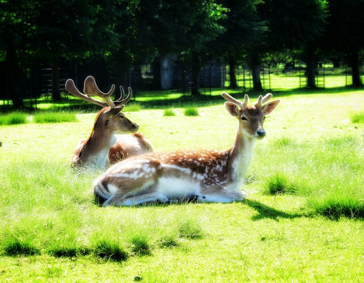 Deer Park