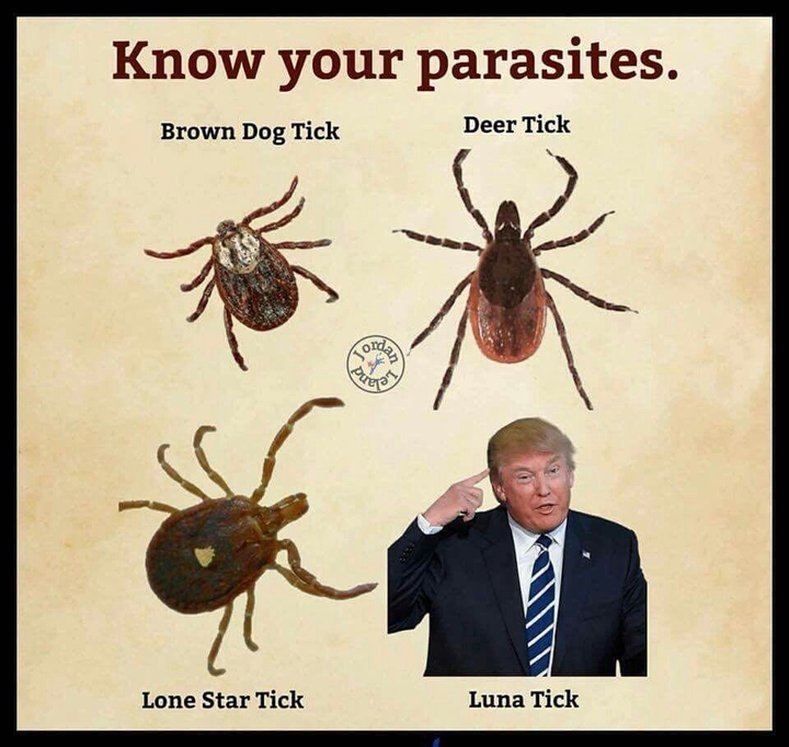 Bugs