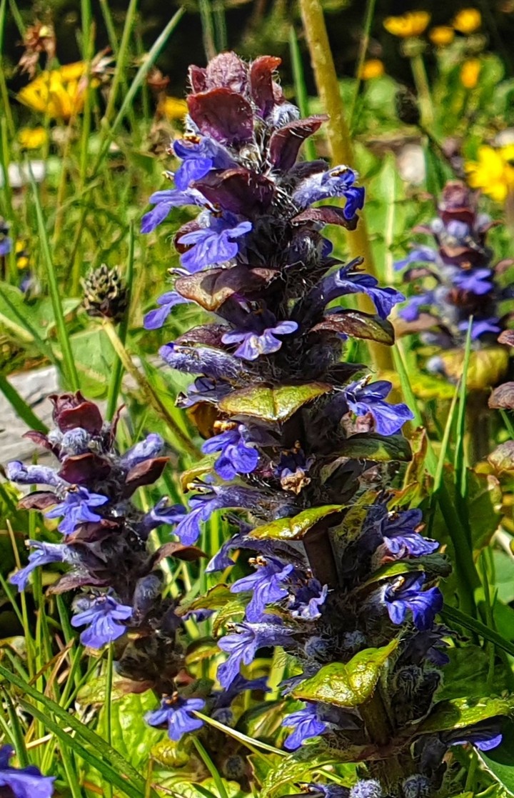 Blue flower