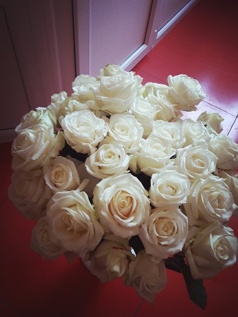 petal, flower wallpapers