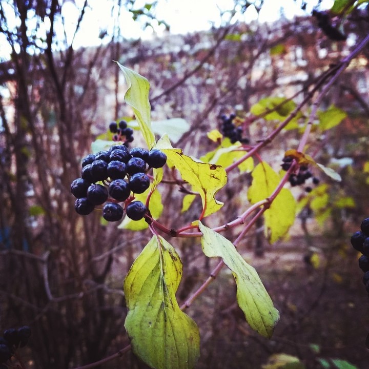 #осінь#ягоди #осень#autumn