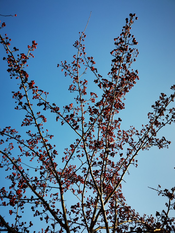 autumn