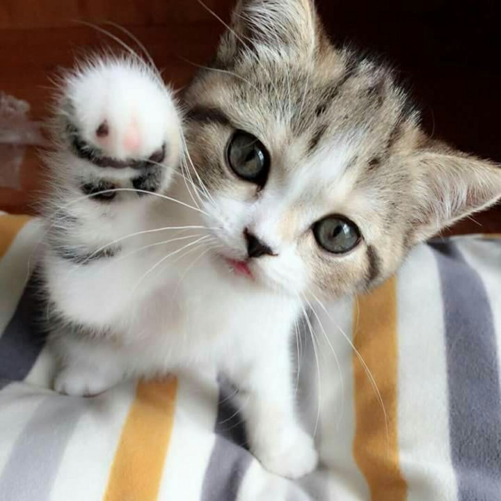 cates