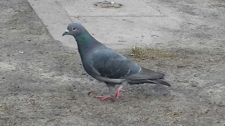 pigeon