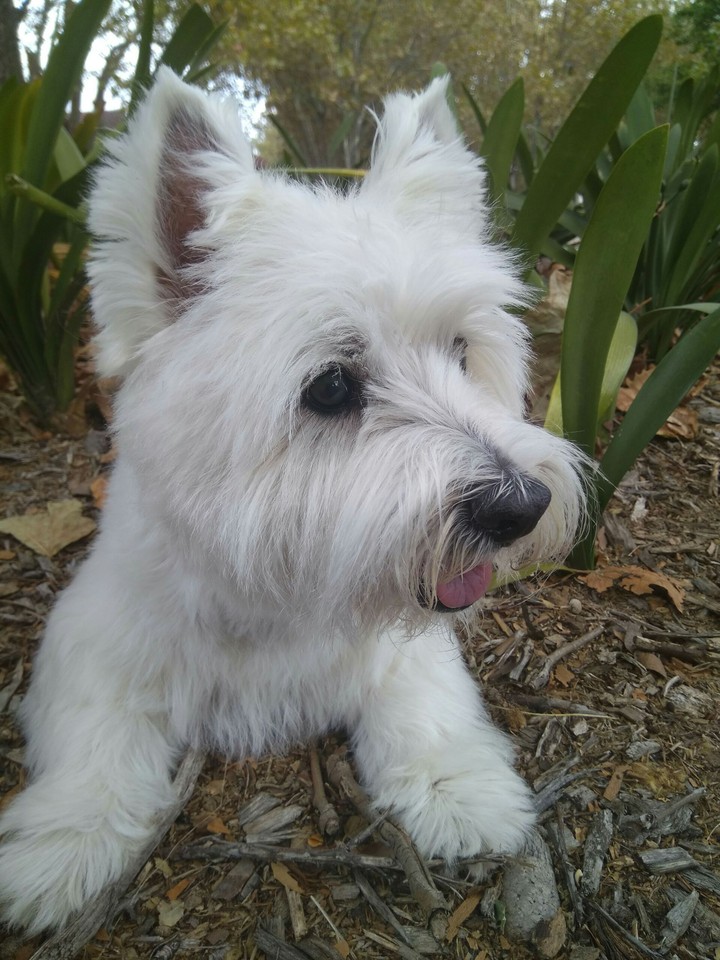 West Highland Terrier