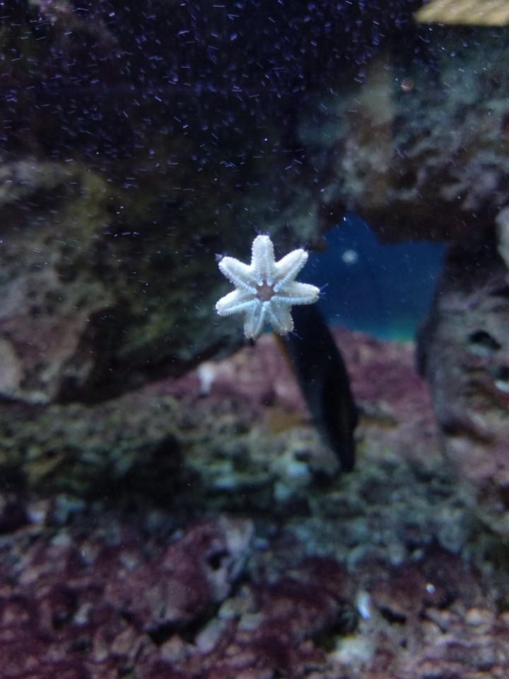 Tiny tiny star