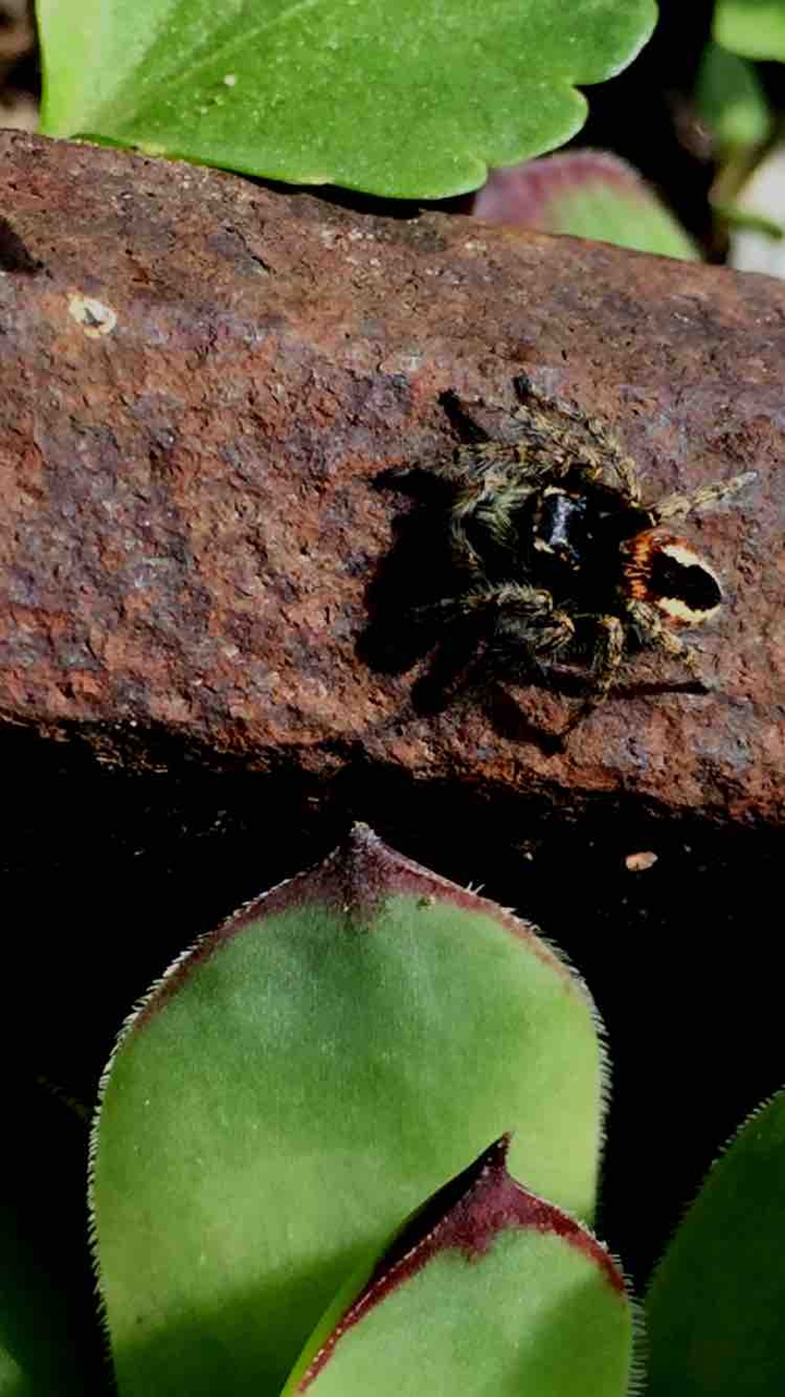 #spider