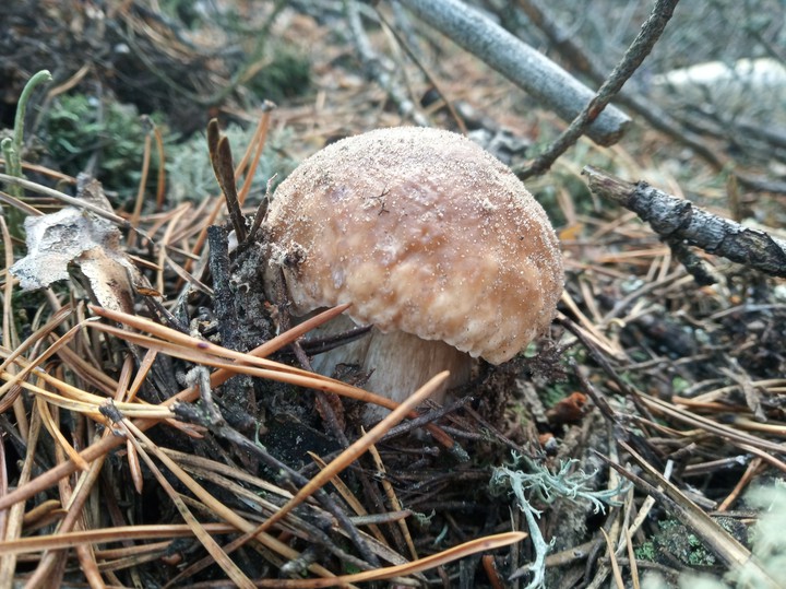 mushroom
