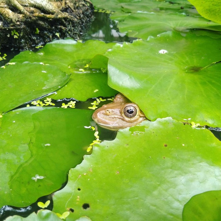 nature