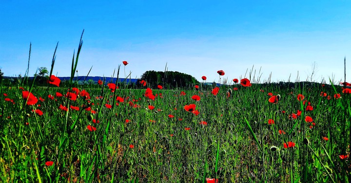 mohn.