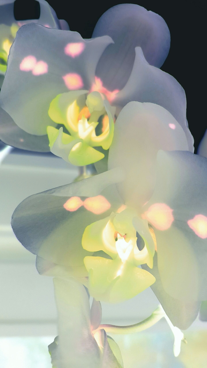 Abyss Orchids