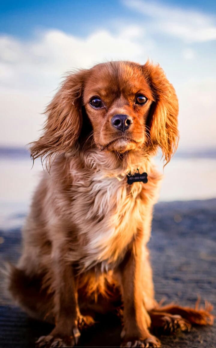 Dog