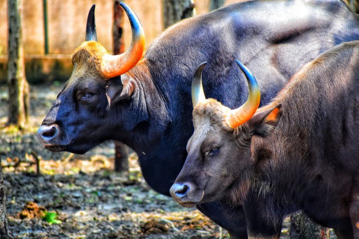 bubalus bubalis