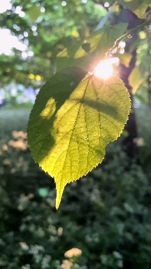 Light on the leaf ?