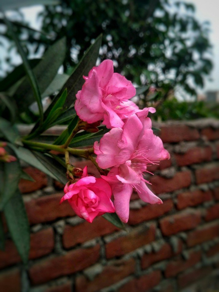 pink flowers