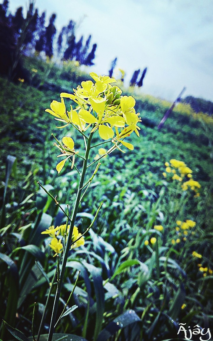 A mustard leaf
