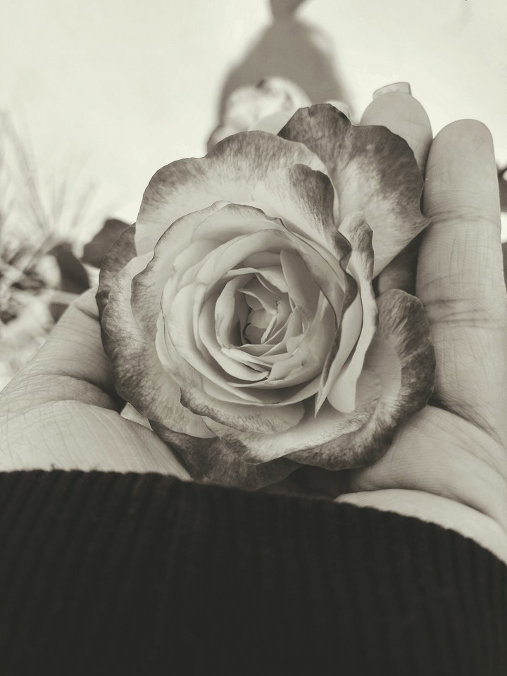 rose