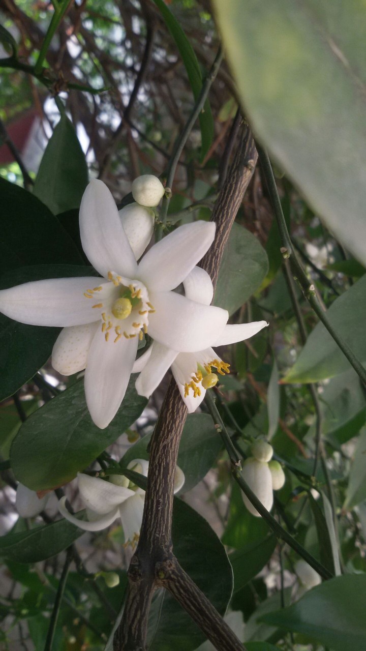 spring