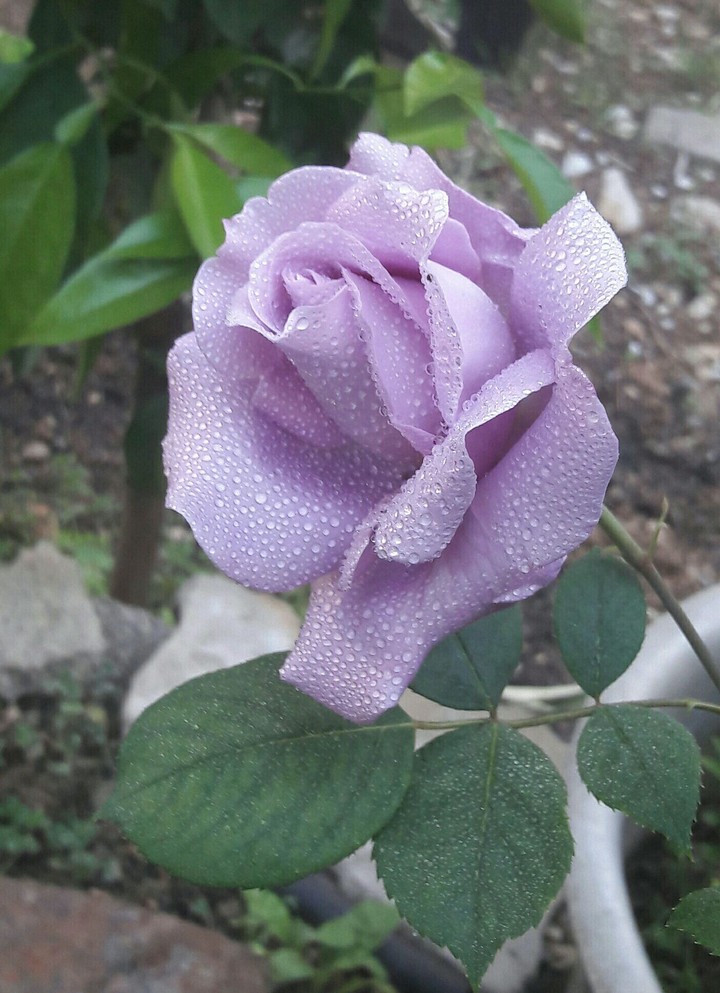 rose