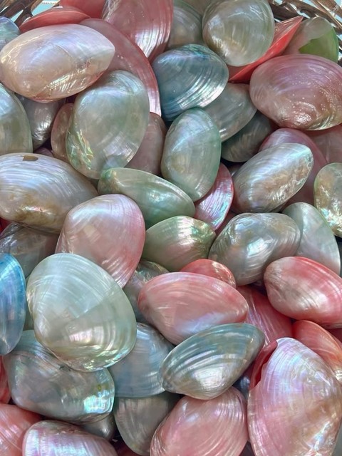 mollusca, shellfish achtergronden