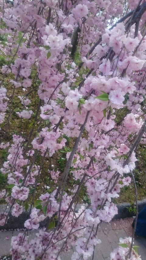 枝垂桜