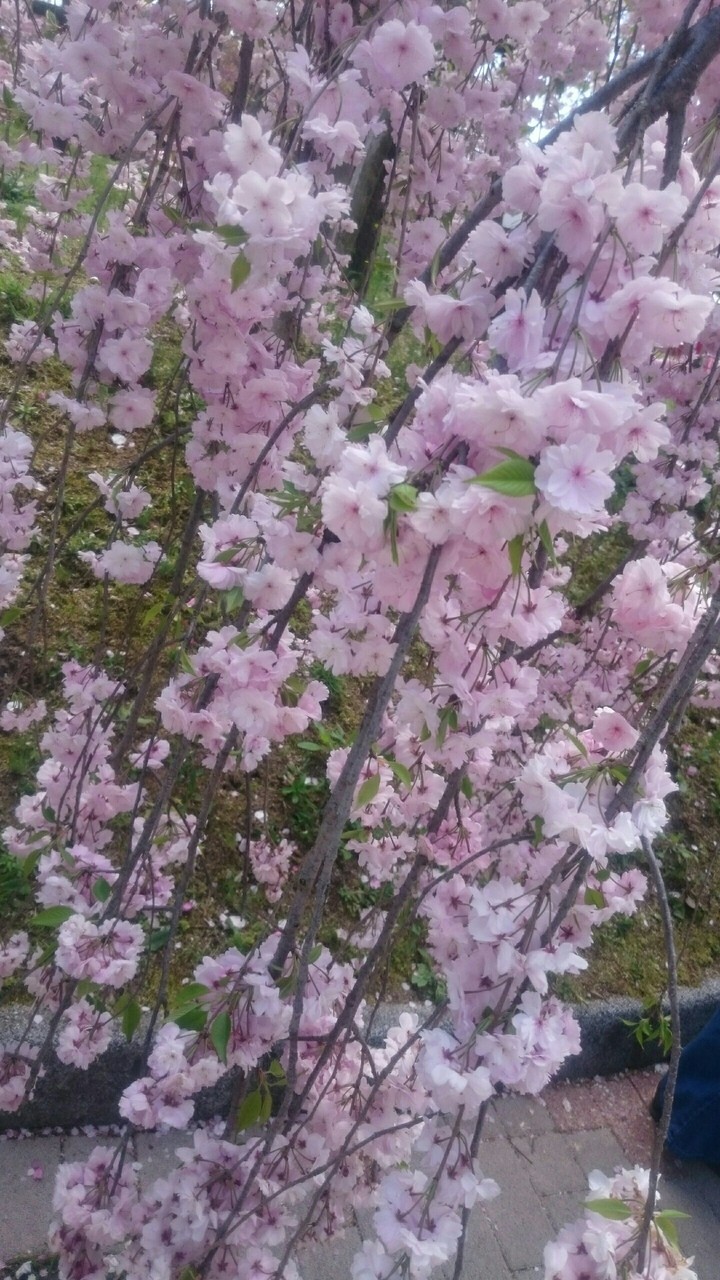 枝垂桜