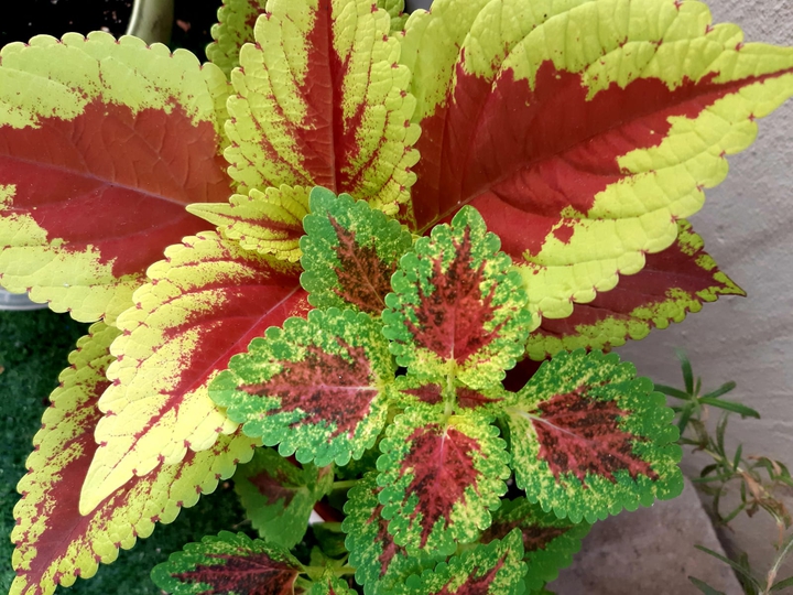 Coleus